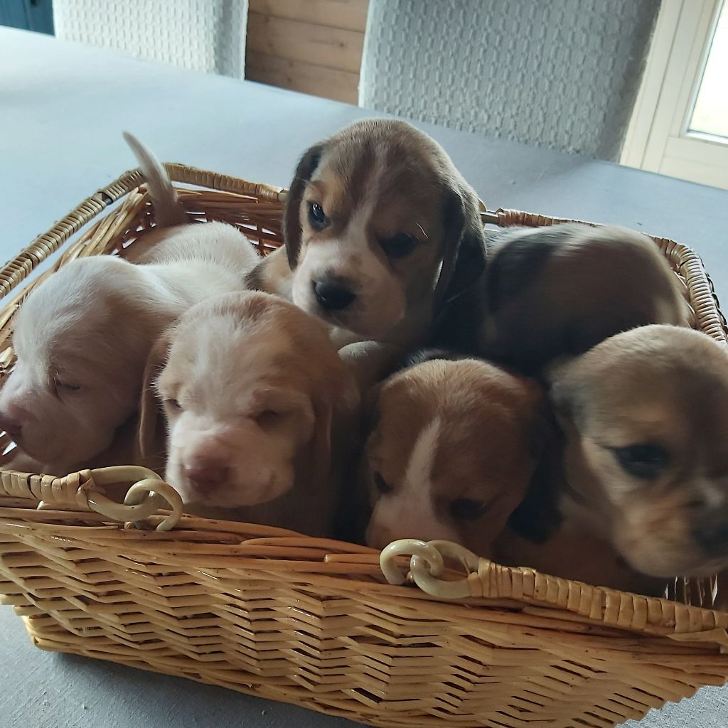 De L'echo De Soyer - CHIOTS BEAGLE LEMON 